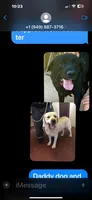 Ember, a female Labrador Retriever for sale in Loma Linda, CA – 4 of 6