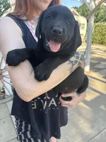 Patti, a female Labrador Retriever for sale in Loma Linda, CA – Photo 4 of 4