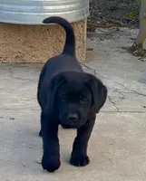 Patti, a female Labrador Retriever for sale in Loma Linda, CA – Photo 1 of 4