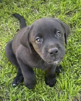 Patti, a female Labrador Retriever for sale in Loma Linda, CA – Photo 2 of 4