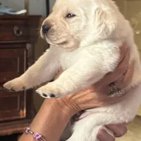 Sean, a male Labrador Retriever for sale in Loma Linda, CA – Photo 2 of 2