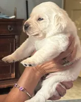 Charlie, a male Labrador Retriever for sale in Loma Linda, CA – Photo 3 of 3