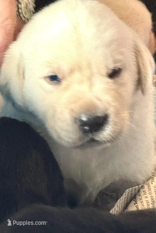 Sean – Labrador Retriever puppy for sale in Loma Linda, CA