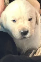 Charlie, a male Labrador Retriever for sale in Loma Linda, CA – Photo 2 of 3