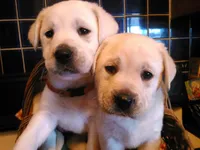 Charlie, a male Labrador Retriever for sale in Loma Linda, CA – Photo 1 of 3