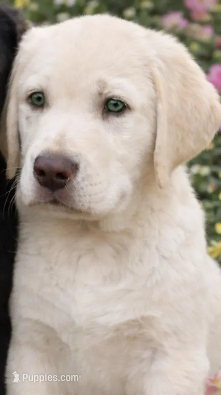 Sean – Labrador Retriever puppy for sale in Loma Linda, CA