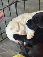 Bella, a female Labrador Retriever for sale in Loma Linda, CA – Photo 5 of 5