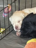 Bella, a female Labrador Retriever for sale in Loma Linda, CA – Photo 4 of 5