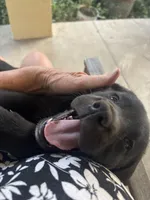 jelly Bean, a female Labrador Retriever for sale in Loma Linda, CA – Photo 3 of 4