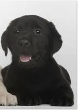 jelly Bean – Labrador Retriever puppy for sale in Loma Linda, CA