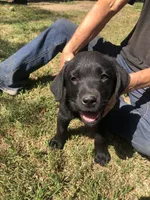 Patti, a female Labrador Retriever for sale in Loma Linda, CA – Photo 1 of 3