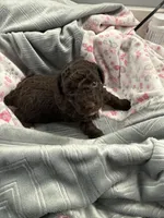 JUSTEN J, a male Poodle - Toy  for sale in San Tan Valley, AZ – Photo 4 of 4