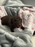 JUSTEN J, a male Poodle - Toy  for sale in San Tan Valley, AZ – Photo 3 of 4