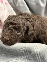 JUSTEN J, a male Poodle - Toy  for sale in San Tan Valley, AZ – Photo 2 of 4