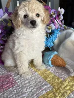 CODY JAMES, a male Poodle - Toy  for sale in San Tan Valley, AZ – Photo 8 of 10