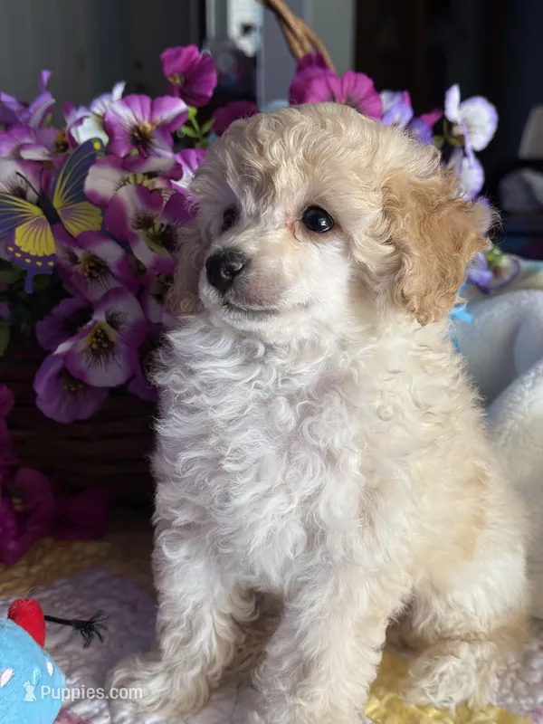 CODY JAMES – Poodle - Toy  puppy for sale in San Tan Valley, AZ