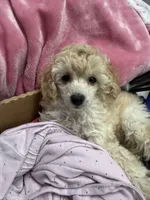 CODY JAMES, a male Poodle - Toy  for sale in San Tan Valley, AZ – Photo 6 of 10