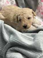 CODY JAMES, a male Poodle - Toy  for sale in San Tan Valley, AZ – Photo 4 of 10