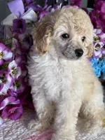 CODY JAMES, a male Poodle - Toy  for sale in San Tan Valley, AZ – Photo 2 of 10