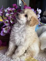 CODY JAMES, a male Poodle - Toy  for sale in San Tan Valley, AZ – Photo 10 of 10