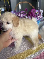 CODY JAMES, a male Poodle - Toy  for sale in San Tan Valley, AZ – Photo 7 of 10