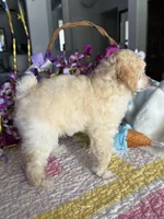 CODY JAMES, a male Poodle - Toy  for sale in San Tan Valley, AZ – Photo 5 of 10