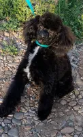 BILLY JAMES, a male Poodle - Toy  for sale in San Tan Valley, AZ – Photo 10 of 10