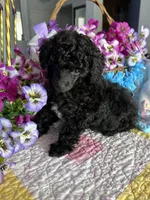 BILLY JAMES, a male Poodle - Toy  for sale in San Tan Valley, AZ – Photo 7 of 10