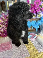 BILLY JAMES, a male Poodle - Toy  for sale in San Tan Valley, AZ – Photo 4 of 10