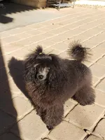 BILLY JAMES, a male Poodle - Toy  for sale in San Tan Valley, AZ – Photo 9 of 10