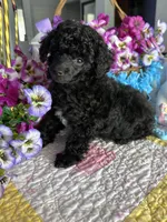 BILLY JAMES, a male Poodle - Toy  for sale in San Tan Valley, AZ – Photo 5 of 10
