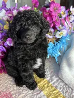 BILLY JAMES, a male Poodle - Toy  for sale in San Tan Valley, AZ – Photo 6 of 10