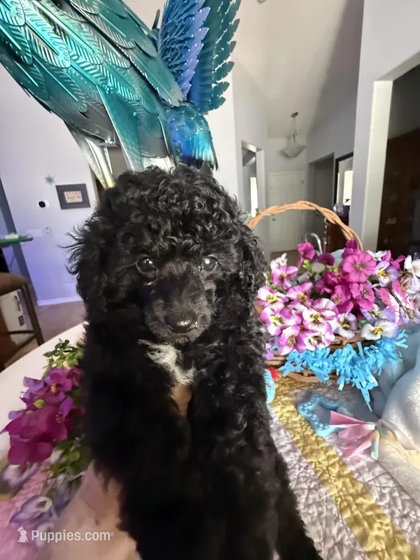 BILLY JAMES – Poodle - Toy  puppy for sale in San Tan Valley, AZ