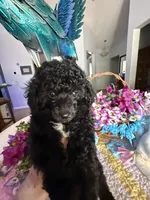 BILLY JAMES, a male Poodle - Toy  for sale in San Tan Valley, AZ – Photo 1 of 10