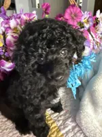 BILLY JAMES, a male Poodle - Toy  for sale in San Tan Valley, AZ – Photo 3 of 10