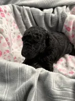 BILLY JAMES, a male Poodle - Toy  for sale in San Tan Valley, AZ – Photo 2 of 10