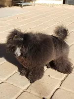 BILLY JAMES, a male Poodle - Toy  for sale in San Tan Valley, AZ – Photo 8 of 10