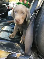 Bob, a male Labrador Retriever for sale in Minnesota, MN – Photo 2 of 2