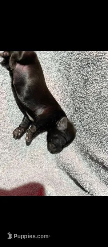 Black White chest Male 