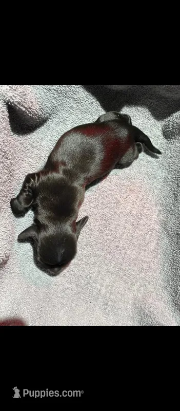 Solid Black DACHSHUND 