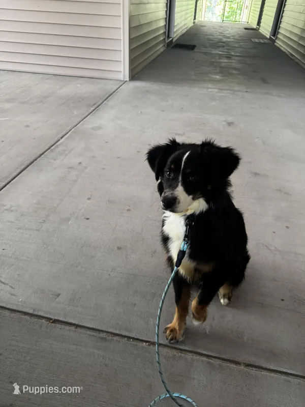 Bluey – Australian Shepherd puppy for sale in Greensboro, NC