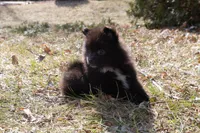 Luna, a female Pomeranian for sale in Grayslake, IL – Photo 3 of 4