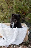 Luna, a female Pomeranian for sale in Grayslake, IL – Photo 2 of 4