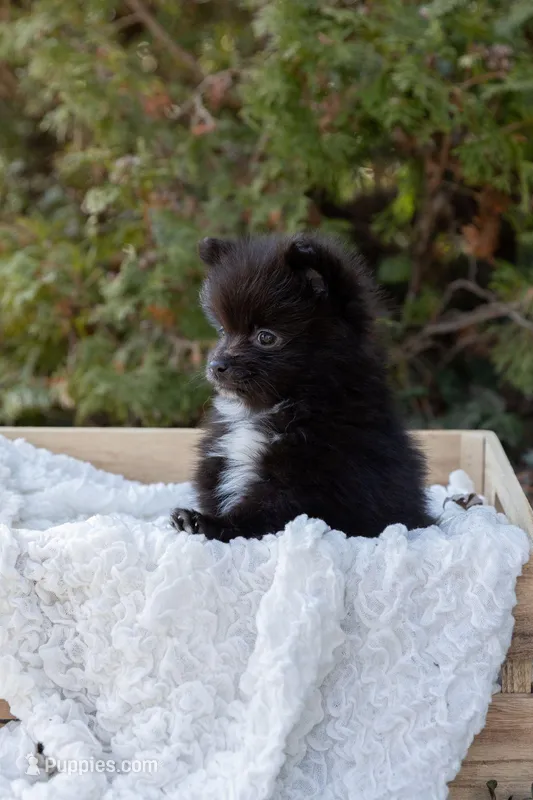 Luna, a female Pomeranian for sale in Grayslake, IL – Photo 1 of 4