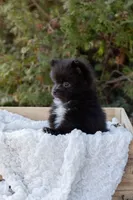 Luna, a female Pomeranian for sale in Grayslake, IL – Photo 1 of 4