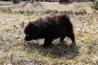 Luna, a female Pomeranian for sale in Grayslake, IL – Photo 4 of 4