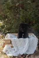 Grizzly, a male Pomeranian for sale in Grayslake, IL – Photo 3 of 6