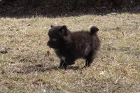 Grizzly, a male Pomeranian for sale in Grayslake, IL – Photo 5 of 6