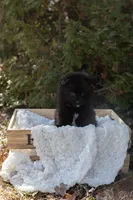 Grizzly, a male Pomeranian for sale in Grayslake, IL – Photo 2 of 6