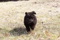 Grizzly, a male Pomeranian for sale in Grayslake, IL – Photo 6 of 6